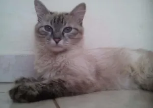 Gato raça Siames misturado,siamesa,srd idade 3 anos nome Joe,Leila,Pussy