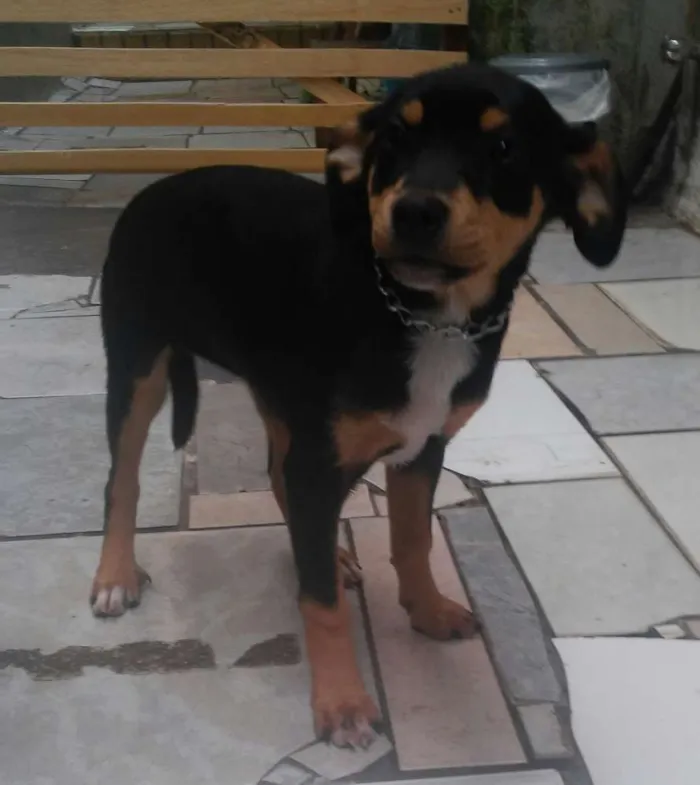 Cachorro ra a sem raça idade 2 a 6 meses nome sofia