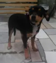 sofia