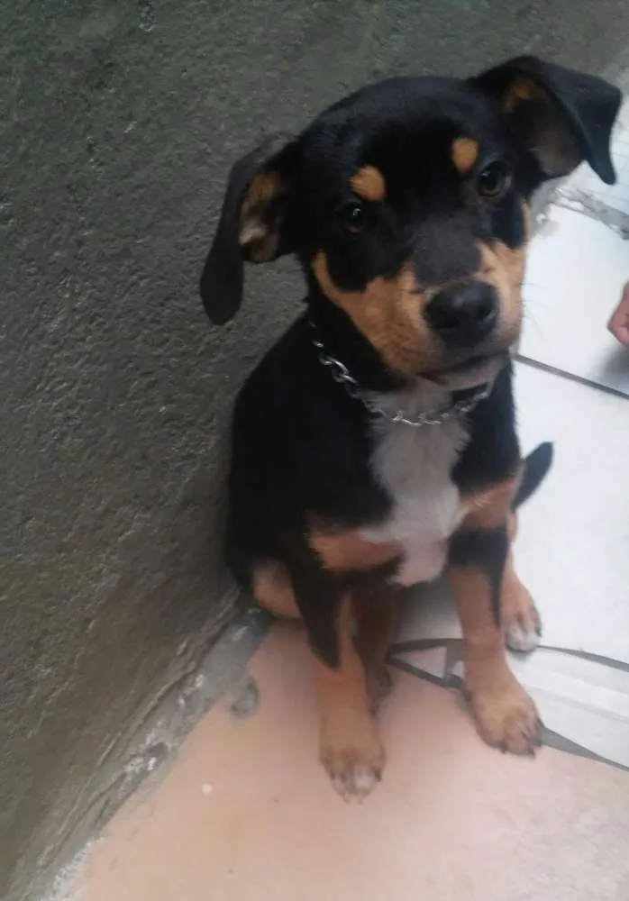 Cachorro ra a sem raça idade 2 a 6 meses nome sofia