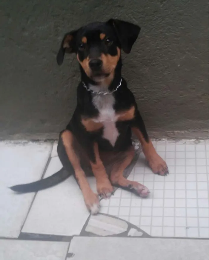 Cachorro ra a sem raça idade 2 a 6 meses nome sofia