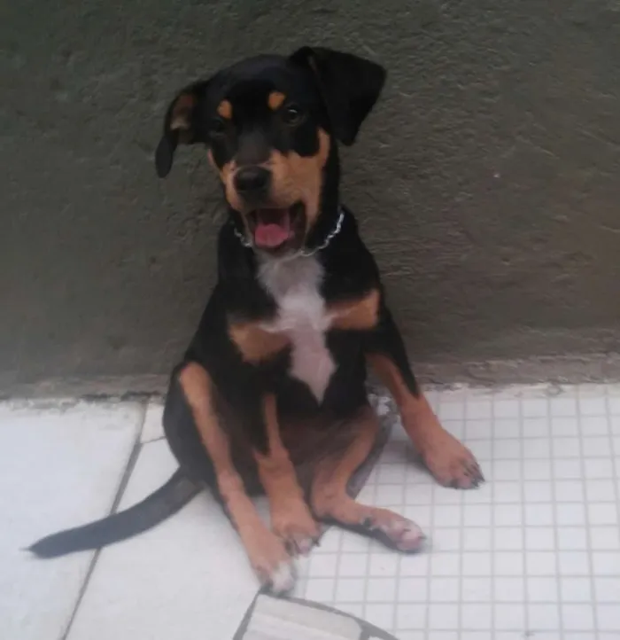 Cachorro ra a sem raça idade 2 a 6 meses nome sofia