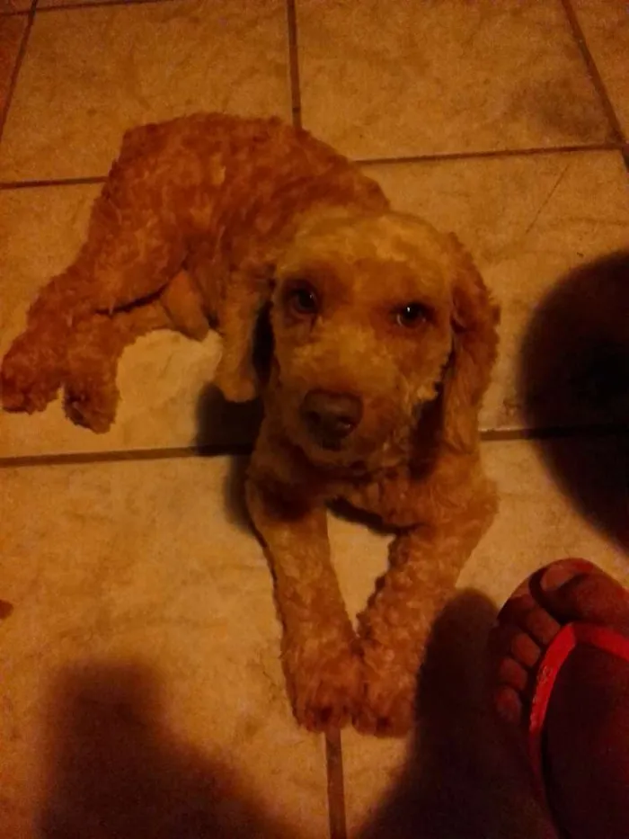 Cachorro raça Poodle idade 6 ou mais anos nome Fete