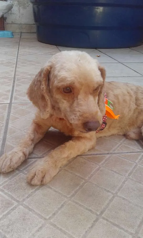 Cachorro raça Poodle idade 6 ou mais anos nome Fete