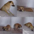 Vick