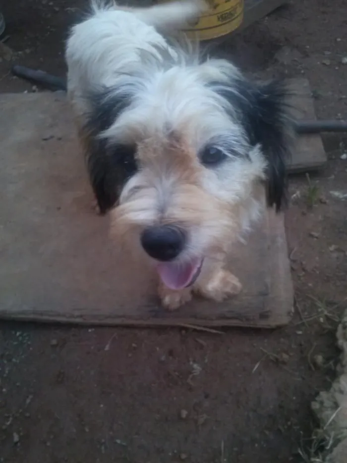 Cachorro ra a  idade 1 ano nome atende pelo nome de