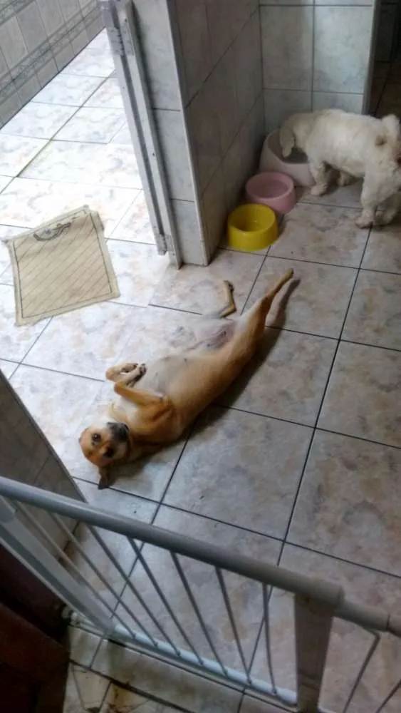 Cachorro ra a SRD idade 2 anos nome Vick