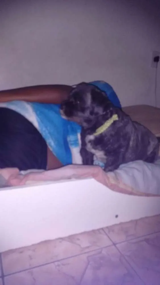 Cachorro ra a Lhasa Apso idade 6 ou mais anos nome Keiko