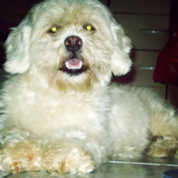 Cachorro ra a Lhasa Apso idade 6 ou mais anos nome Kyara