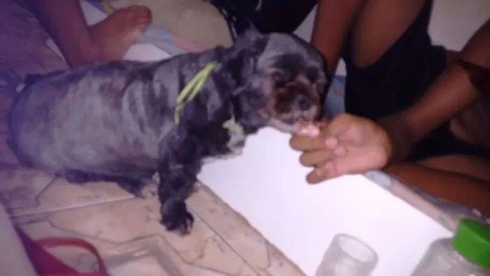 Cachorro ra a Lhasa Apso idade 6 ou mais anos nome Keiko