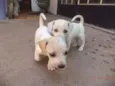 pequeninos