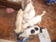 pequeninos