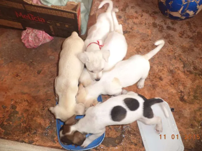 Cachorro raça misturada idade 2 a 6 meses nome pequeninos