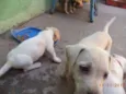 pequeninos