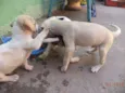 pequeninos