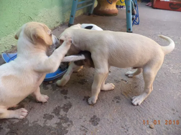 Cachorro raça misturada idade 2 a 6 meses nome pequeninos