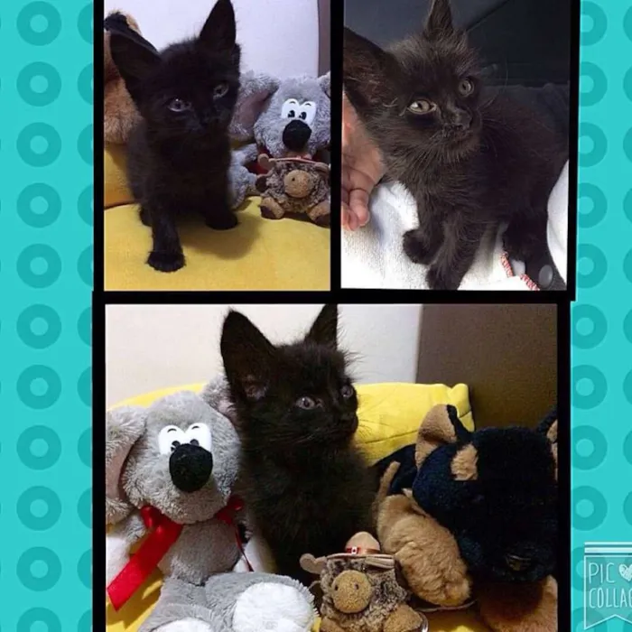 Gato ra a srd idade Abaixo de 2 meses nome bebes cat