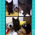 bebes cat