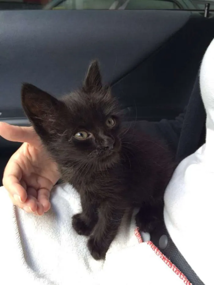 Gato ra a srd idade Abaixo de 2 meses nome bebes cat