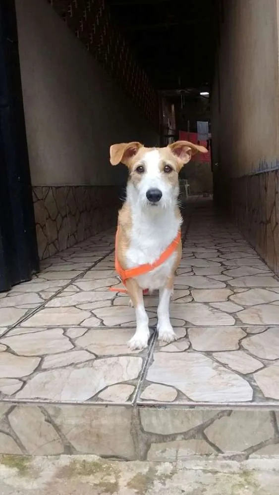 Cachorro ra a srd idade 1 ano nome minie