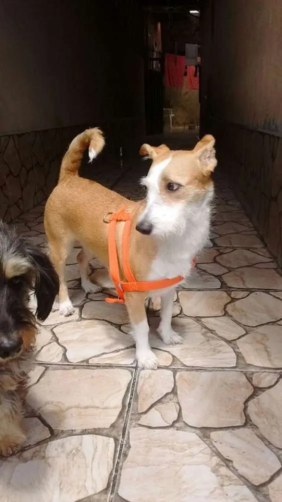 Cachorro ra a srd idade 1 ano nome minie