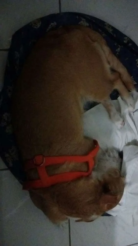 Cachorro ra a srd idade 1 ano nome minie