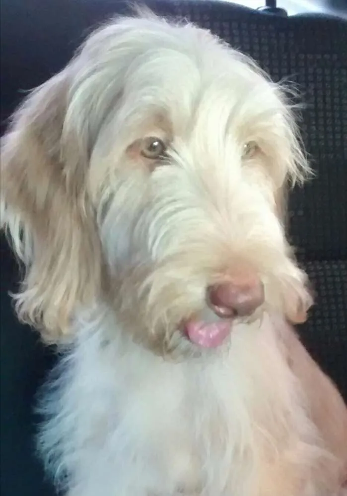 Cachorro ra a Golden com labrador idade 2 a 6 meses nome Johnnie