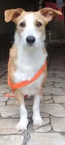 Cachorro raça srd idade 1 ano nome minie