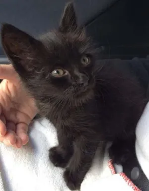 Gato raça srd idade Abaixo de 2 meses nome bebes cat