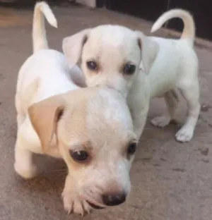 Cachorro raça misturada idade 2 a 6 meses nome pequeninos