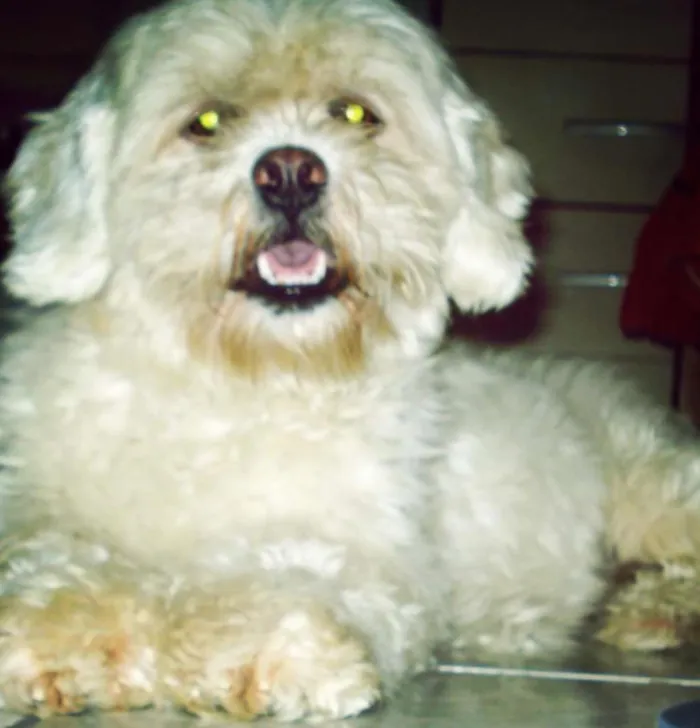 Cachorro ra a Lhasa Apso idade 6 ou mais anos nome Kyara