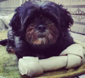 Cachorro raça Lhasa Apso idade 6 ou mais anos nome Keiko