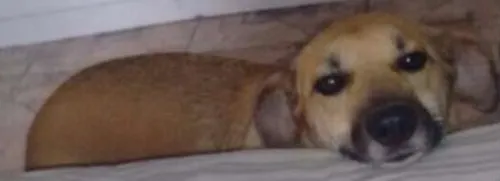 Cachorro ra a SRD idade 2 anos nome Vick
