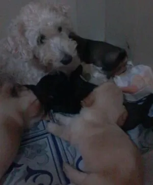 Cachorro raça Poodle com vira lata idade Abaixo de 2 meses nome Adoção de Filhotes