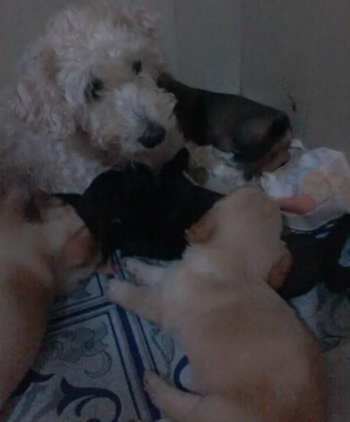 Cachorro ra a Poodle com vira lata idade Abaixo de 2 meses nome Adoção de Filhotes