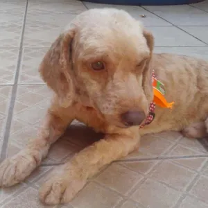 Cachorro raça Poodle idade 6 ou mais anos nome Fete