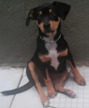 Cachorro raça sem raça idade 2 a 6 meses nome sofia