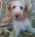 Johnnie