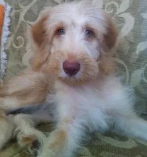 Cachorro raça Golden com labrador idade 2 a 6 meses nome Johnnie