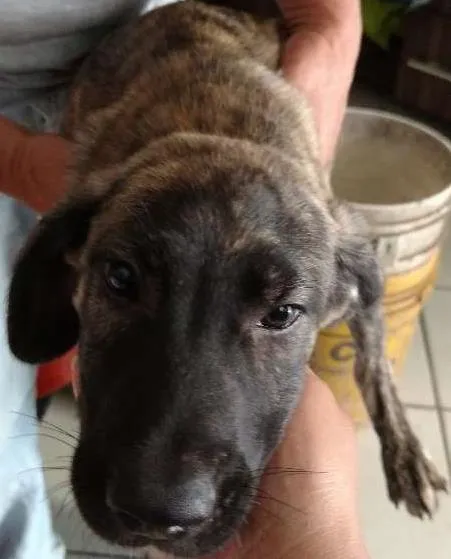 Cachorro ra a Sem raça idade 2 a 6 meses nome Ted