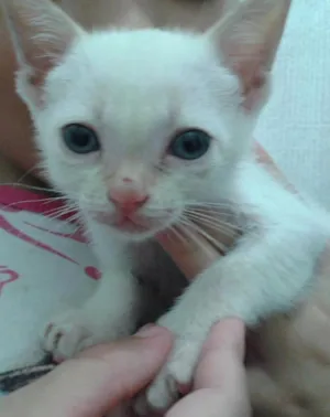 Gato raça SRD idade  nome Floquinho