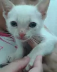 Floquinho