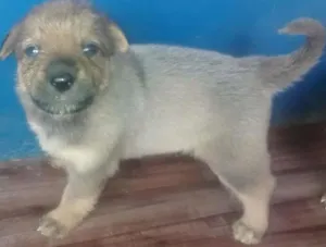 Cachorro raça Mestiço Pastor idade Abaixo de 2 meses nome Cão
