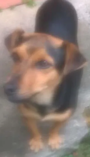 Cachorro raça vira lata idade 1 ano nome pretinha