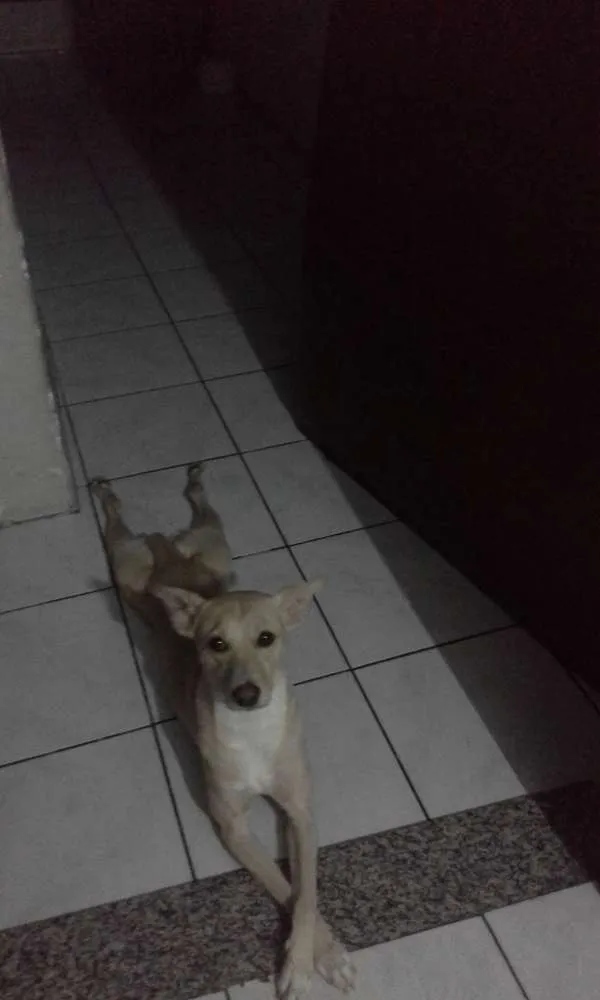 Cachorro raça não tem  raça  idade 3 anos nome waith