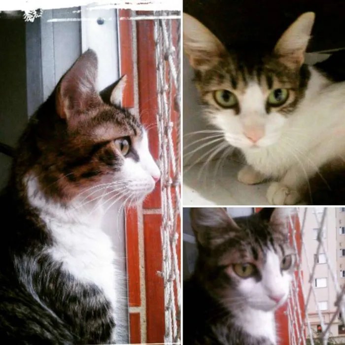 Gato ra a SRD idade 1 ano nome Amélie
