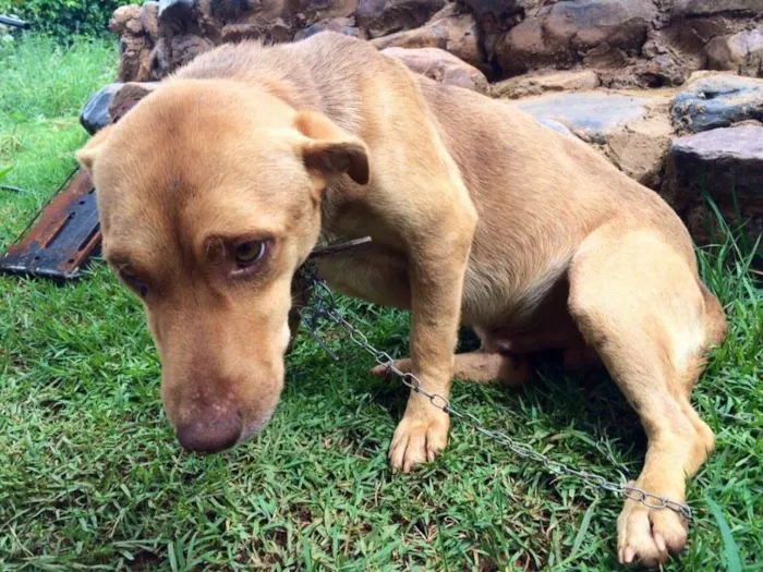 Cachorro ra a Vira lata idade 1 ano nome Getúlio