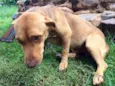 Getúlio