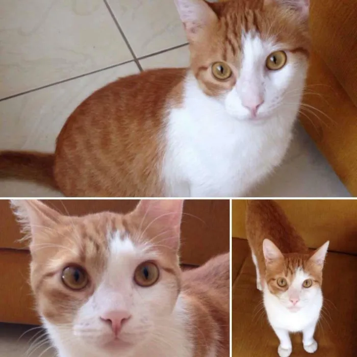 Gato ra a SRD idade 1 ano nome Fred
