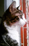 Amélie